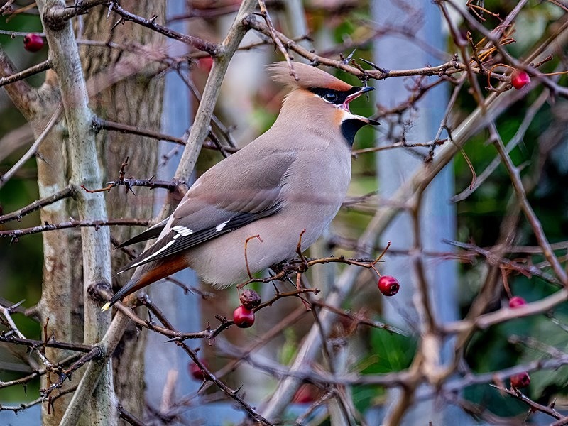 Waxwing - Latest photos