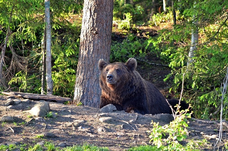 Brown Bear - North Finland - part 2