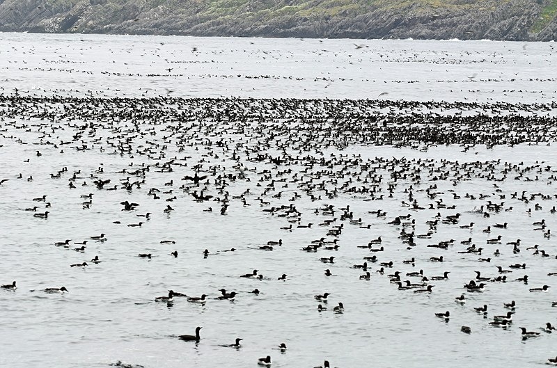 Auk 'raft', Hornøya, Barents Sea, Troms og Finnmark, Norway - North Norway
