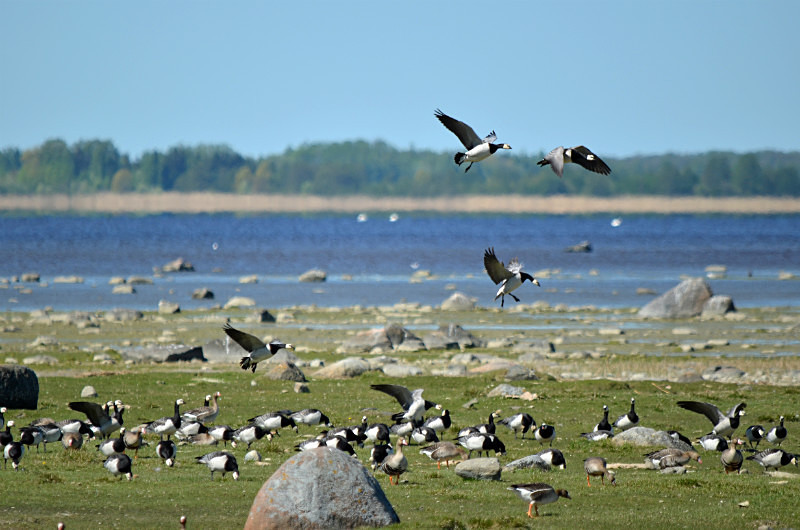 Barnacle Geese - Estonia