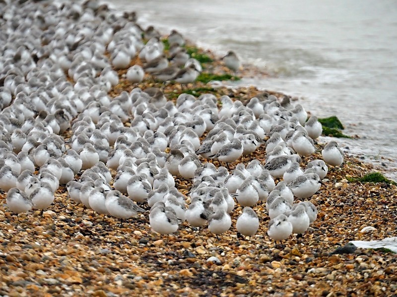 Sanderlings - Sandpipers