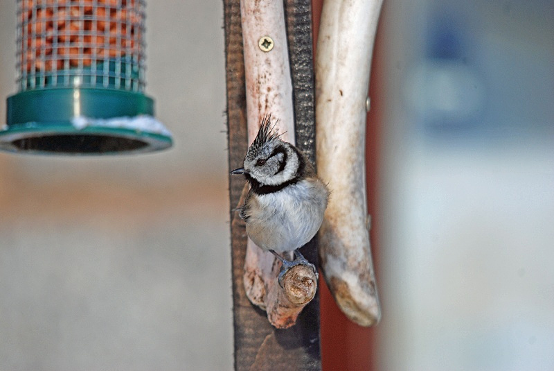 Crested Tit - Tits