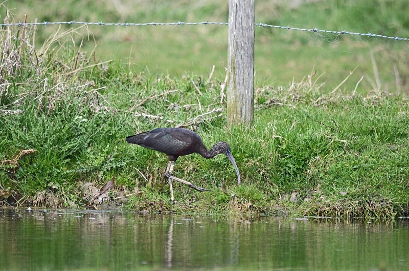Glossy Ibis - Ibises