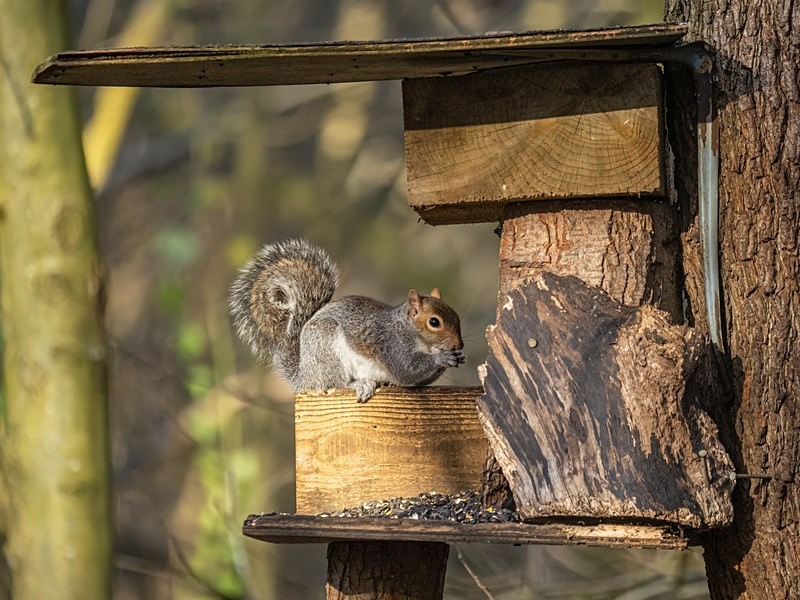 Grey Squirrel - Grey Squirrels