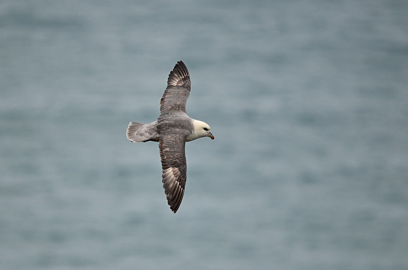 Fulmar - North east Iceland