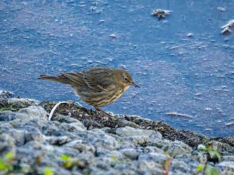 Rock Pipit - Latest photos