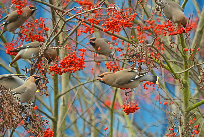 Waxwings - Waxwings
