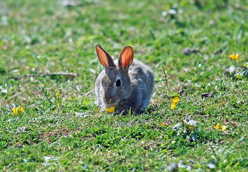 Rabbit - Other mammals