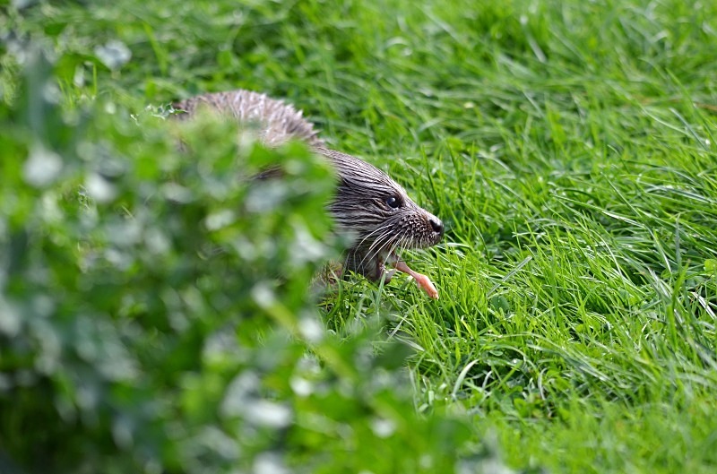 Otter - Otter