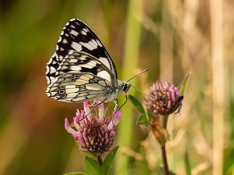 Marbled White - Butterflies