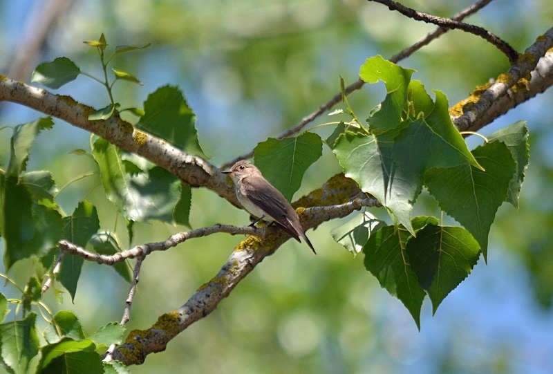 Spotted Flycatcher - Bulgaria