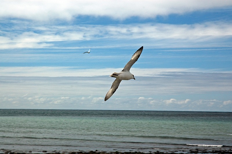 Fulmar - Fulmars