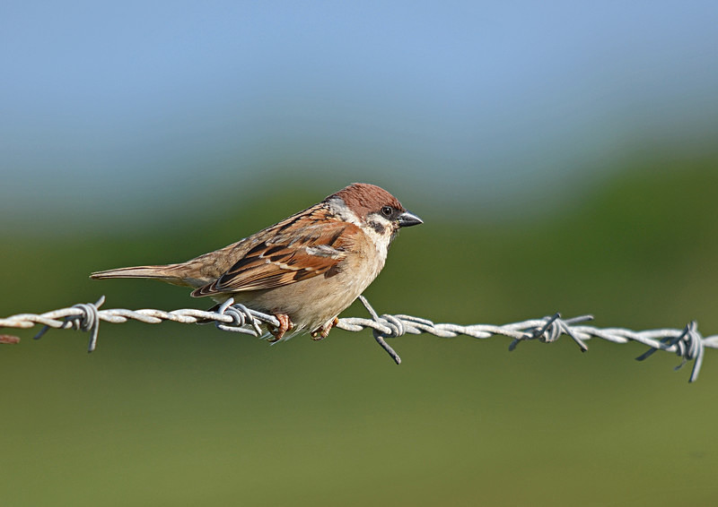 Tree Sparrow - Sparrows