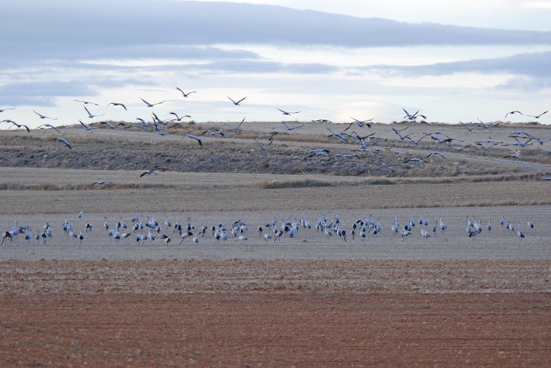 Common Cranes - Aragon