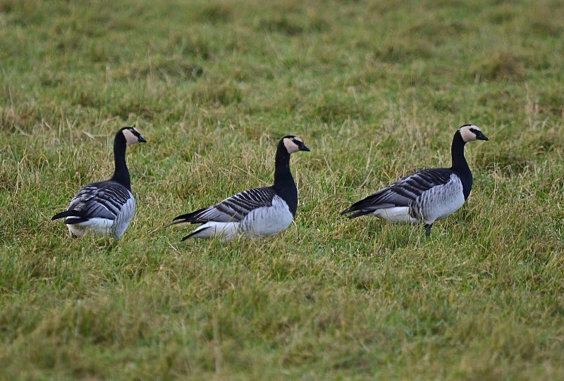 Barnacle Geese - Black geese