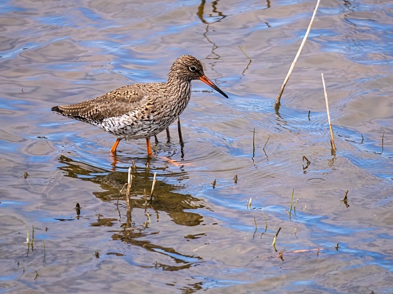 Common Redshank - Sandpipers