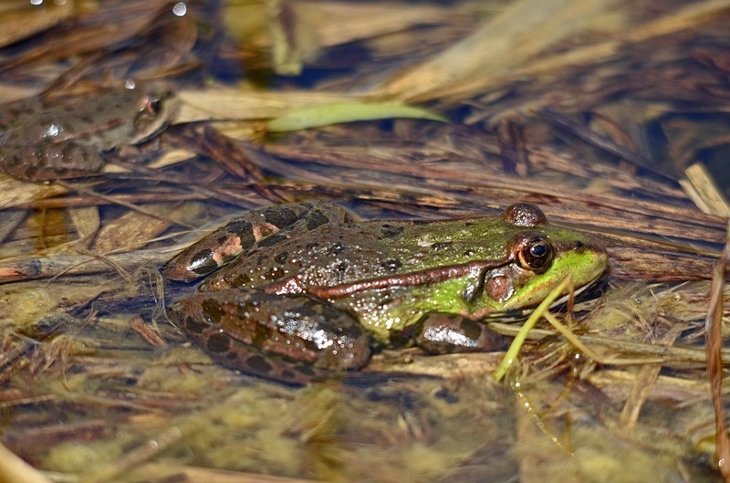 Marsh Frog - Frogs and toads