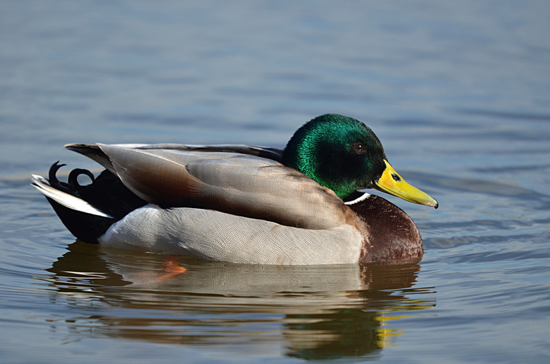 Mallard - Dabbling ducks