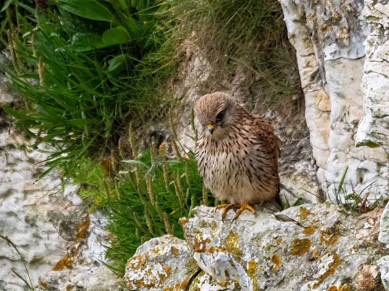 Kestrel - Latest photos