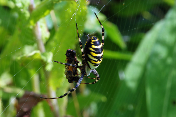 Wasp Spider - Insects, beetles, spiders, etc.