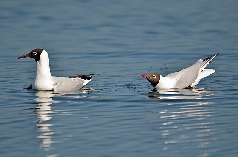 Black-headed Gulls - Gulls
