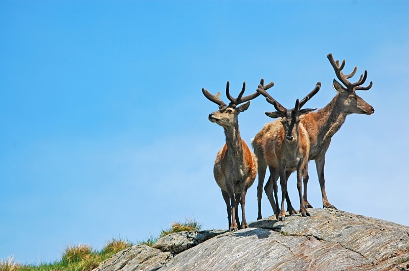 Red Deer - Red Deer