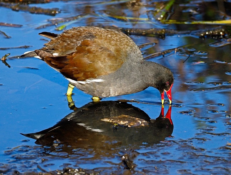 Moorhen - Crakes and rails
