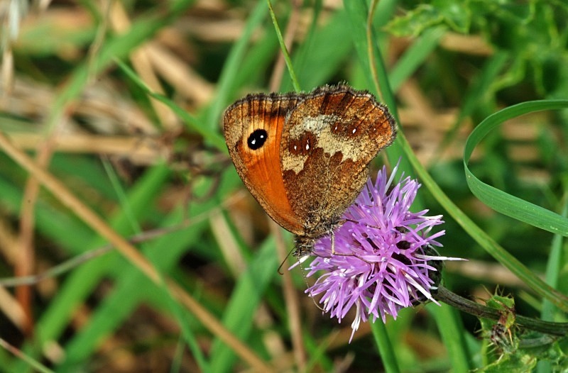 Gatekeeper - Butterflies