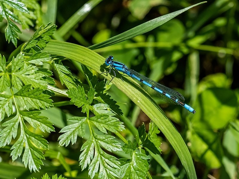 Common Blue Damselfly - Dragonflies and damselflies