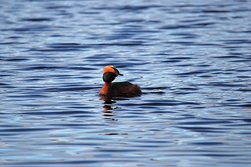 Slavonian Grebe - North Finland and north Norway - May and June 2009