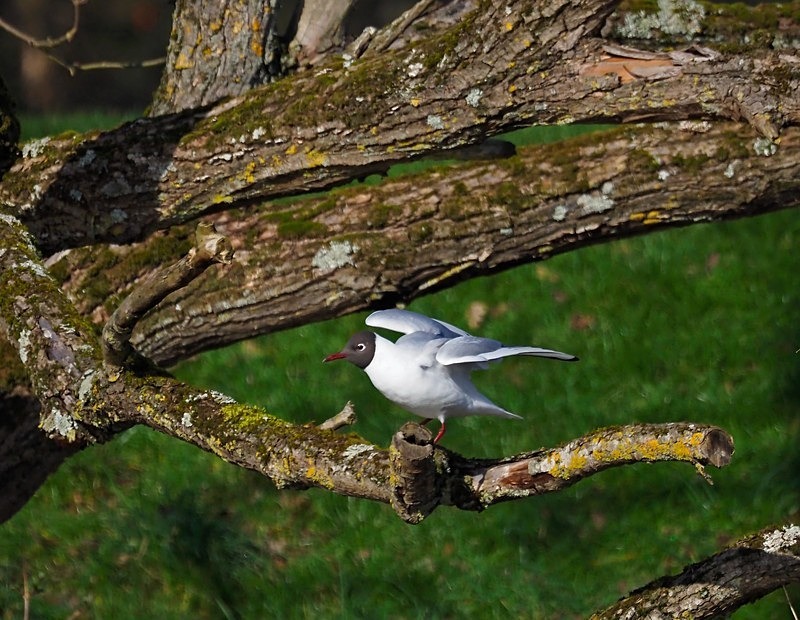 Black-headed Gull - Gulls