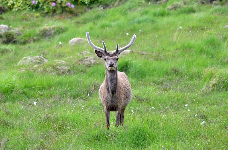 Red Deer - Red Deer