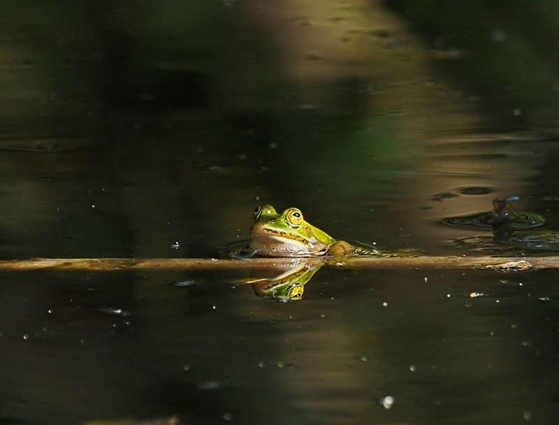 Edible Frog - Frogs and toads