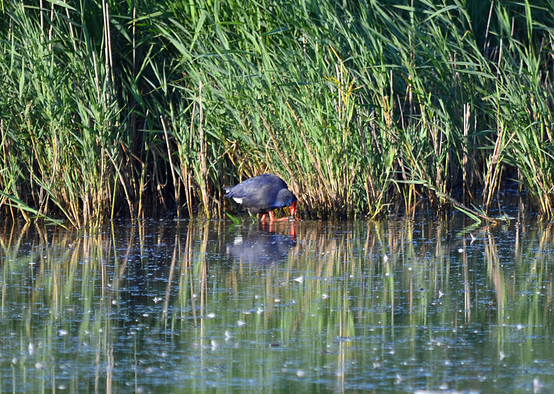 (Western) Purple Swamphen - Crakes and rails