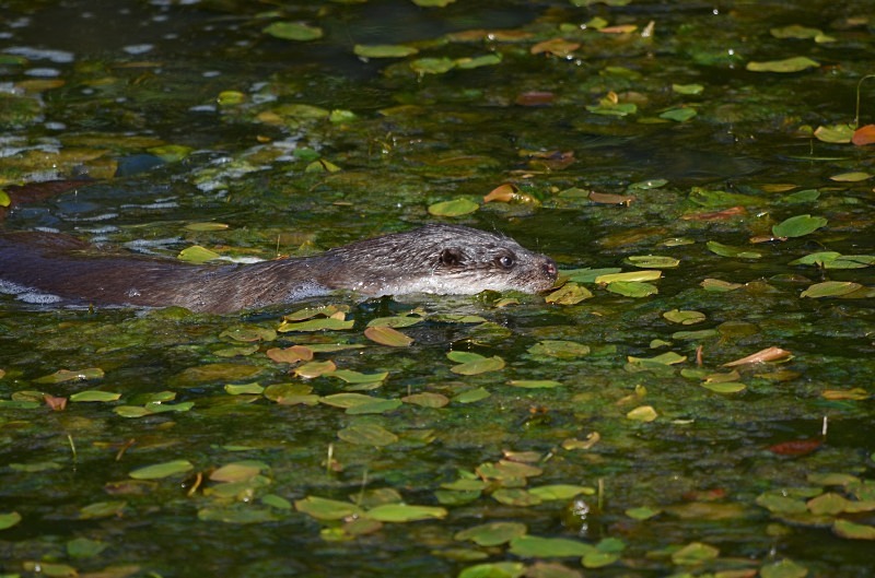 Otter - Otter