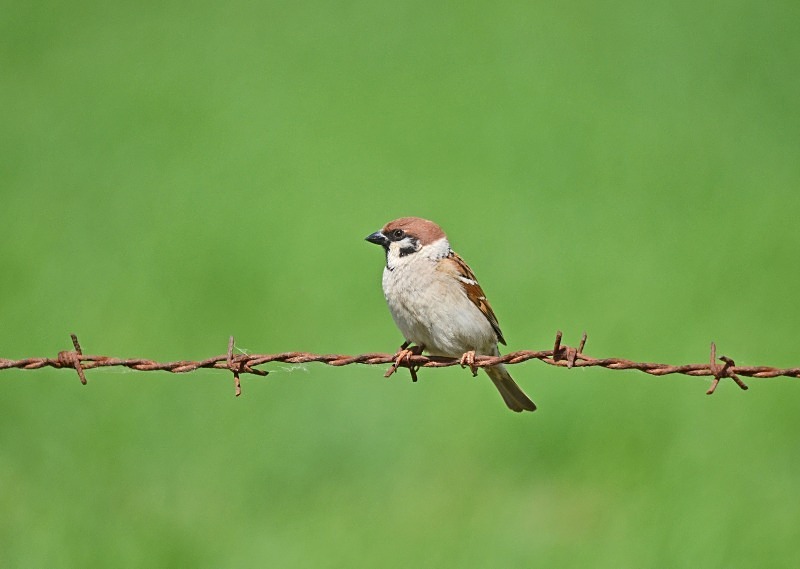 Tree Sparrow - North east Poland - May 2013
