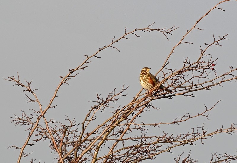 Redwing - Thrushes