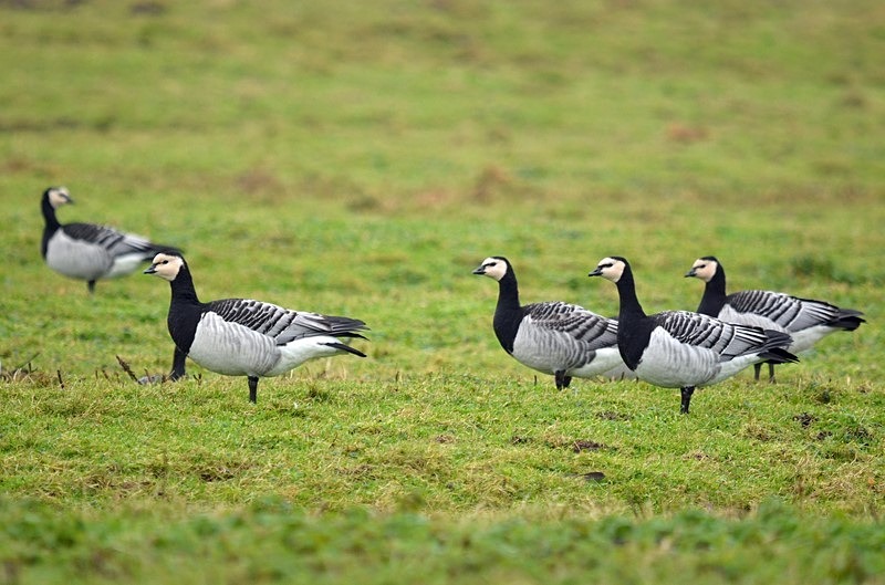 Barnacle Geese - Netherlands - December 2019