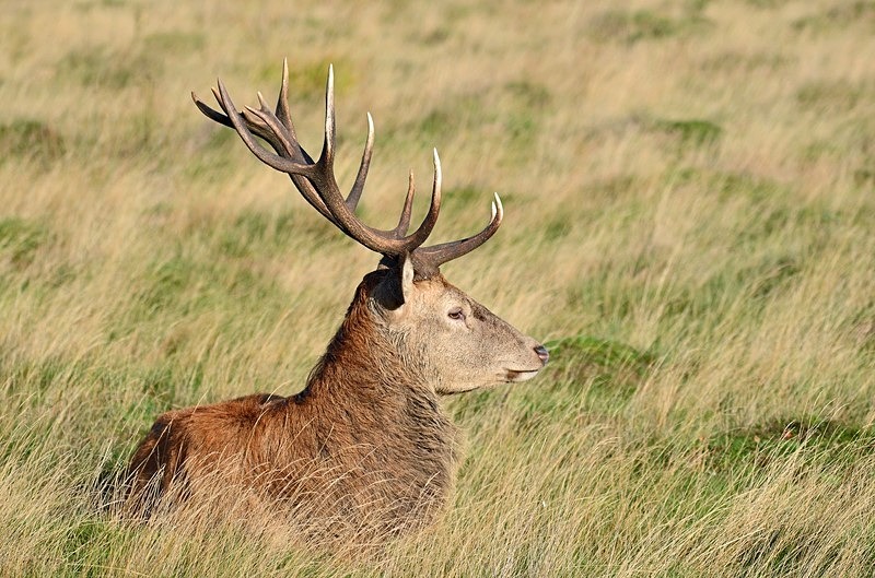 Red Deer - Red Deer