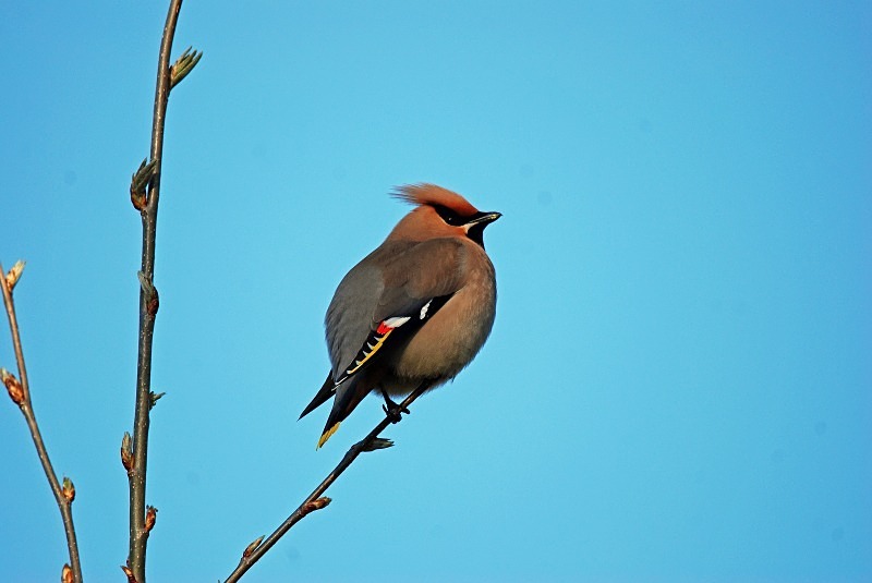 Waxwing - North Finland and north Norway - May and June 2009