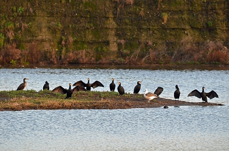 Cormorants - Netherlands - December 2019