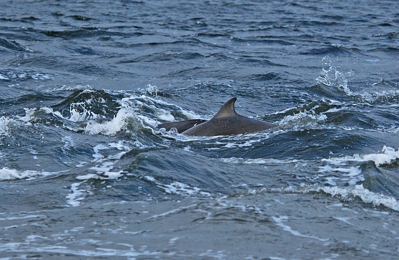 Bottlenose Dolphin - Whales and dolphins