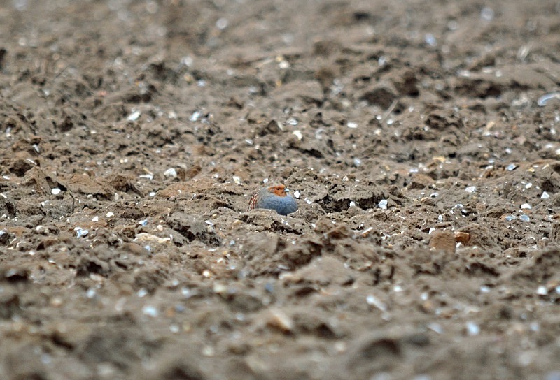 Grey Partridge - Game birds