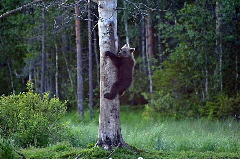 Brown Bear cub - North Finland - part 2