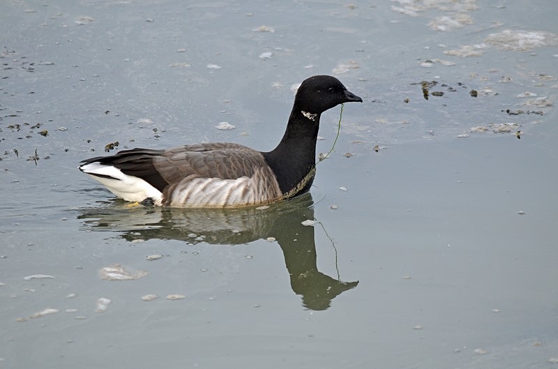 Pale-bellied Brent Goose - Ireland - January and February 2020