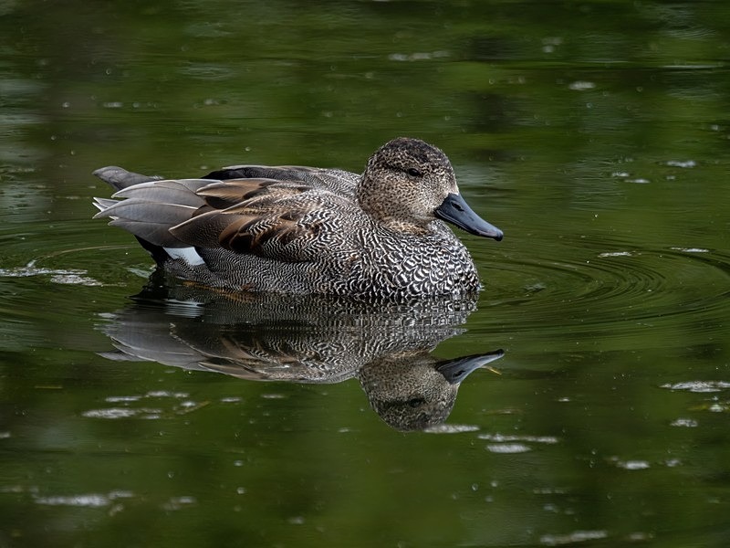 Gadwall - Dabbling ducks