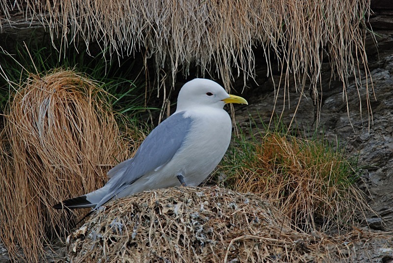 Kittiwake - North Finland and north Norway - May and June 2009