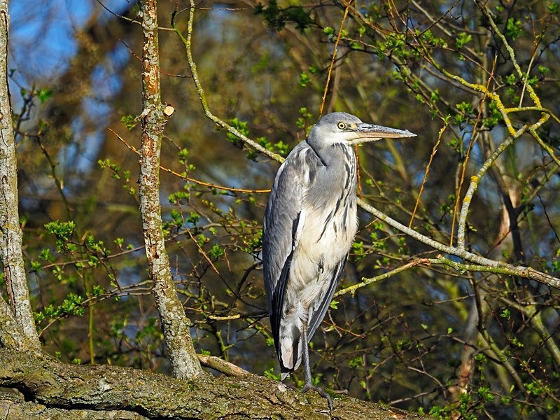 Grey Heron - Herons and egrets