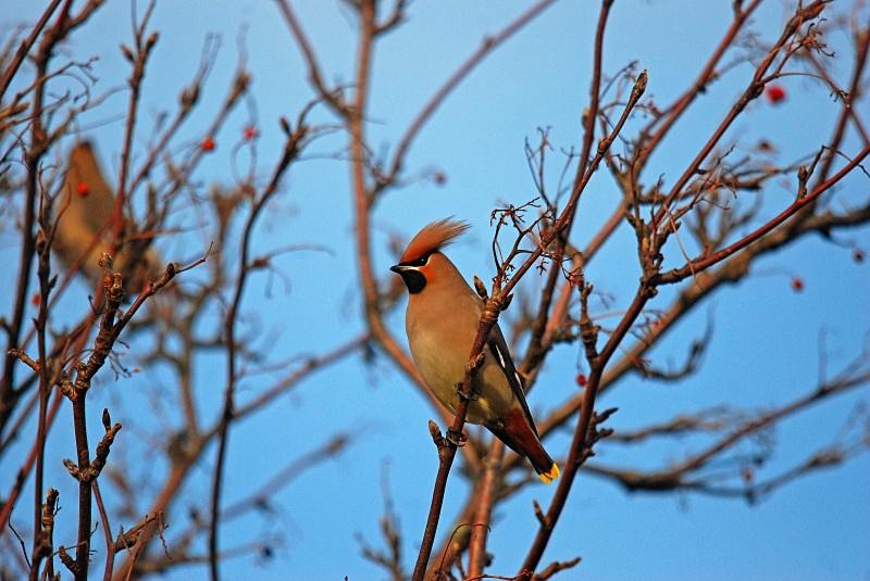 Waxwing - Waxwings