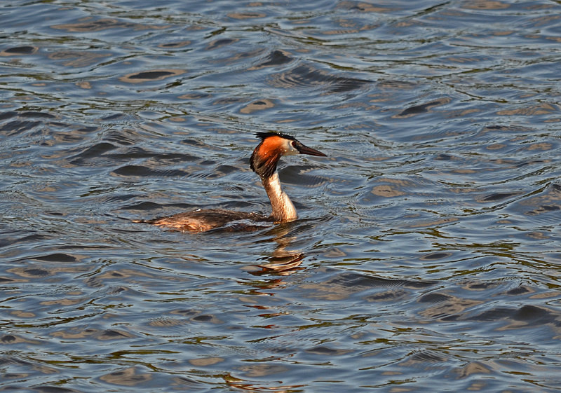Great Crested Grebe - Grebes